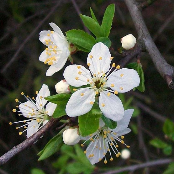 Blackthorn blossom