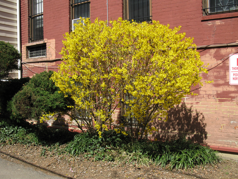 shrub blooming