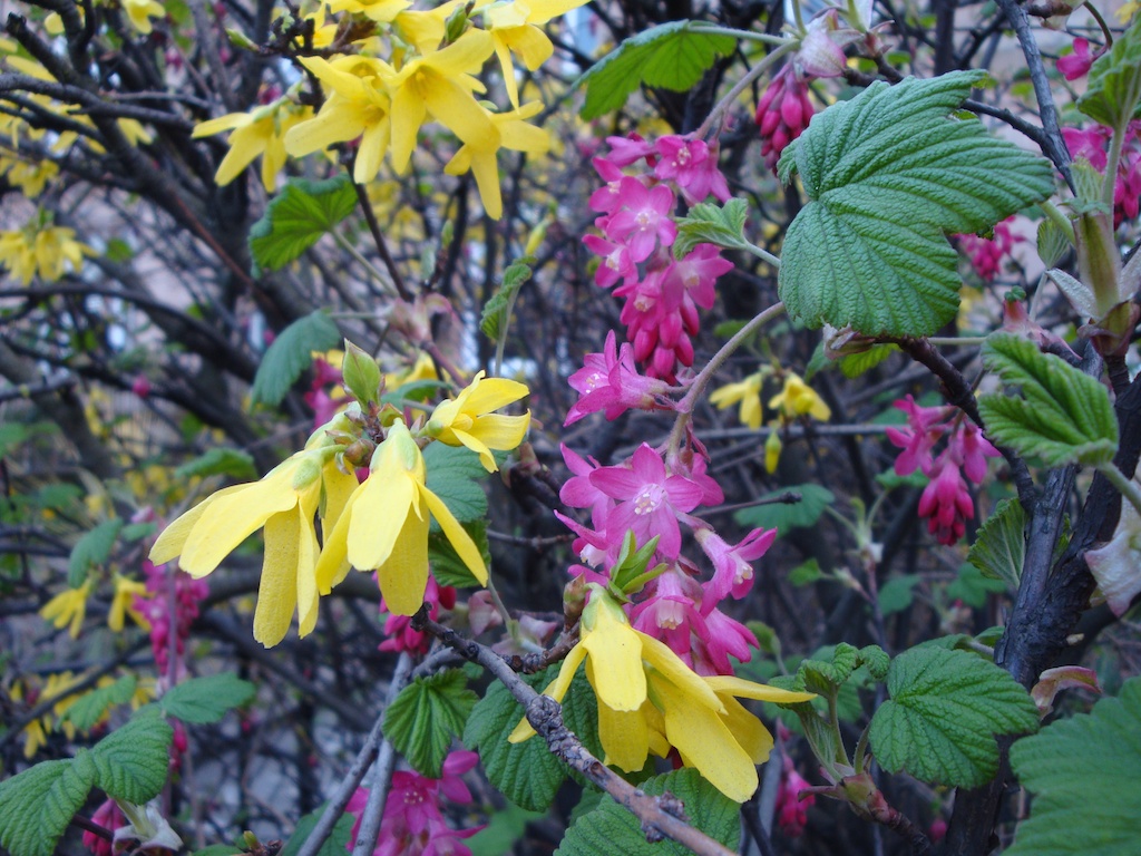 yellow and purples coming off stems