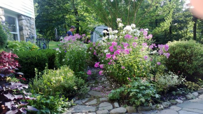 Daryl's garden in New Jersey, revisited - Fine Gardening