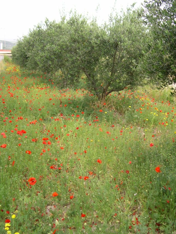 Wild Flowers Here And There And In Meadow Gardens Everywhere