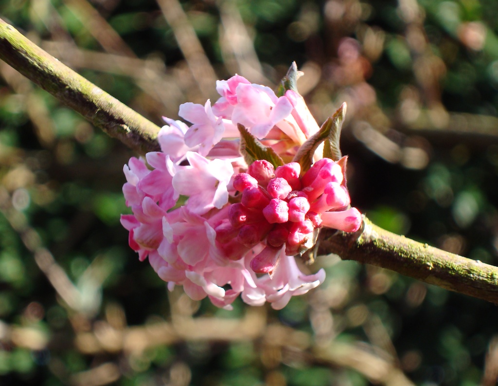 Viburnum x bodnantense