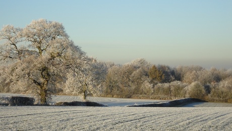 Hedges, Trees and fields