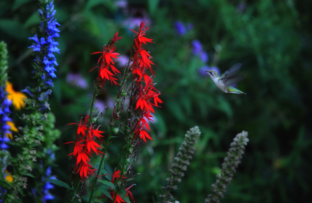 cardinal climber and its cousins, annual vines that are hummingbird  favorites - A Way To Garden