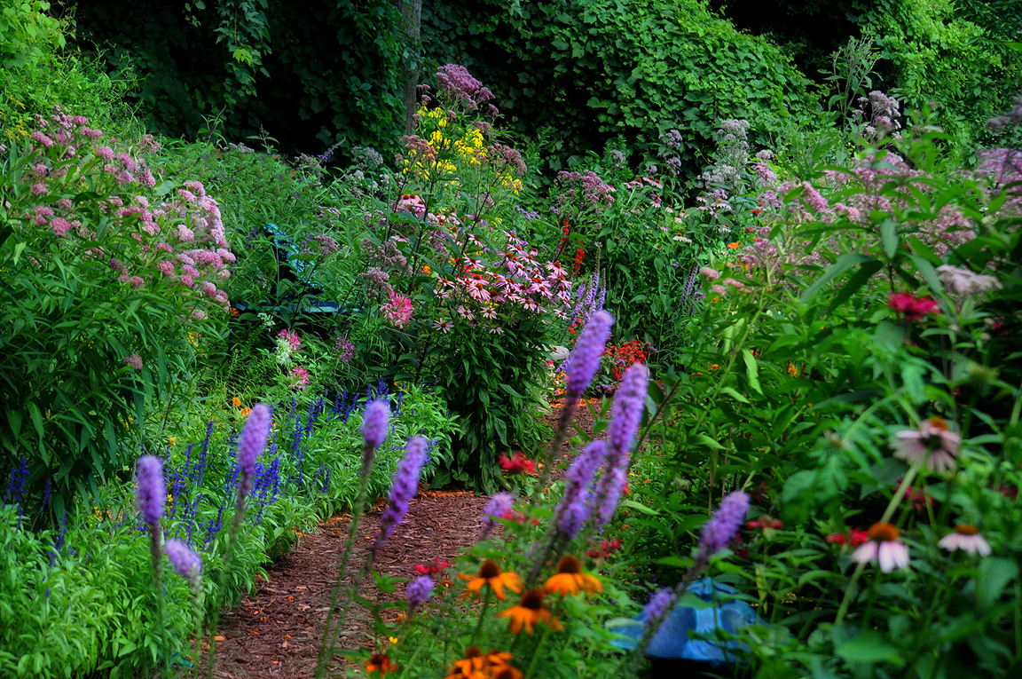 John's butterfly garden in Michigan - Fine Gardening