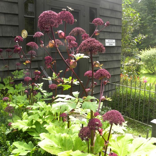 Barbara's garden in Connecticut, in praise of Angelica gigas - Fine  Gardening