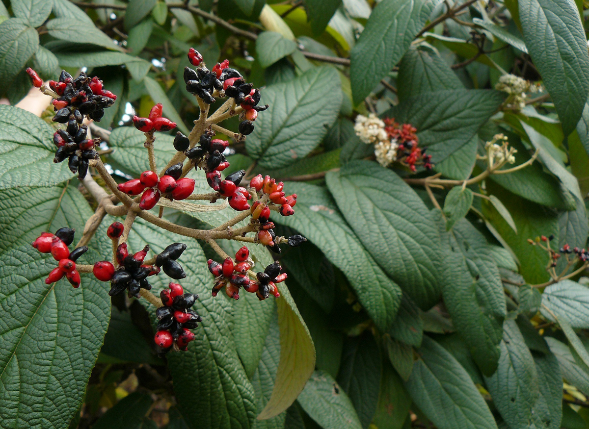 close up of Viburnum rhytidophylloides 'Willowwood'.