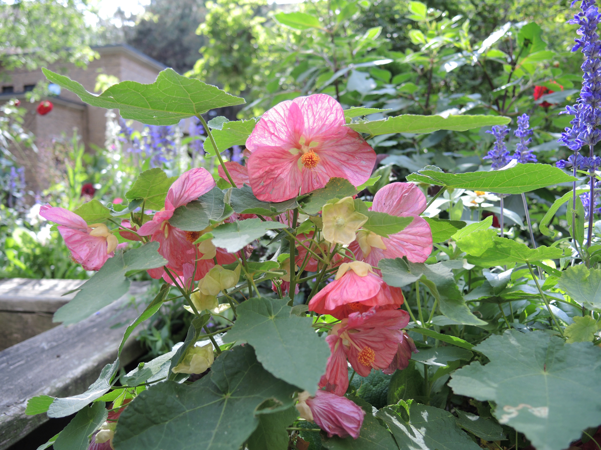 An inspirational healing garden in Toronto - FineGardening