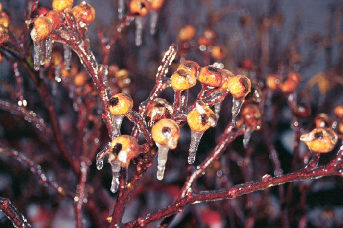 rose hips covered in ice