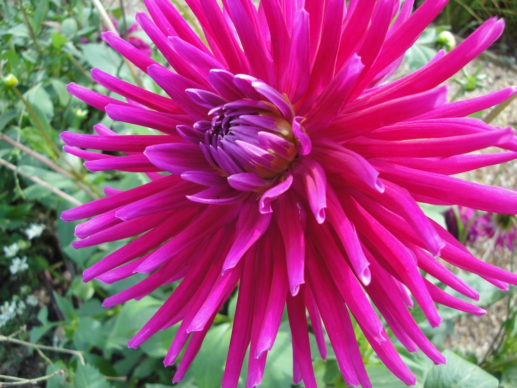 Dahlia Hillcrest Royal