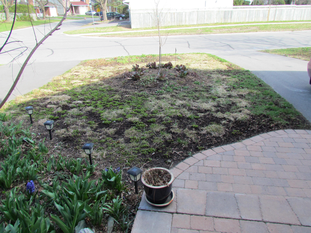 Lawn Be Gone Front Yard In Ontario