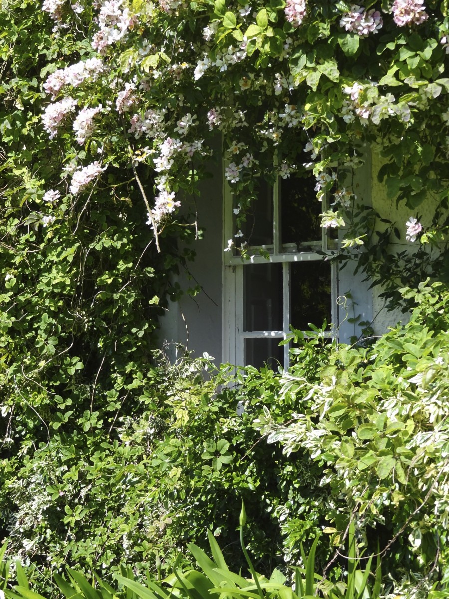 rose bushes starting to cover a house window 