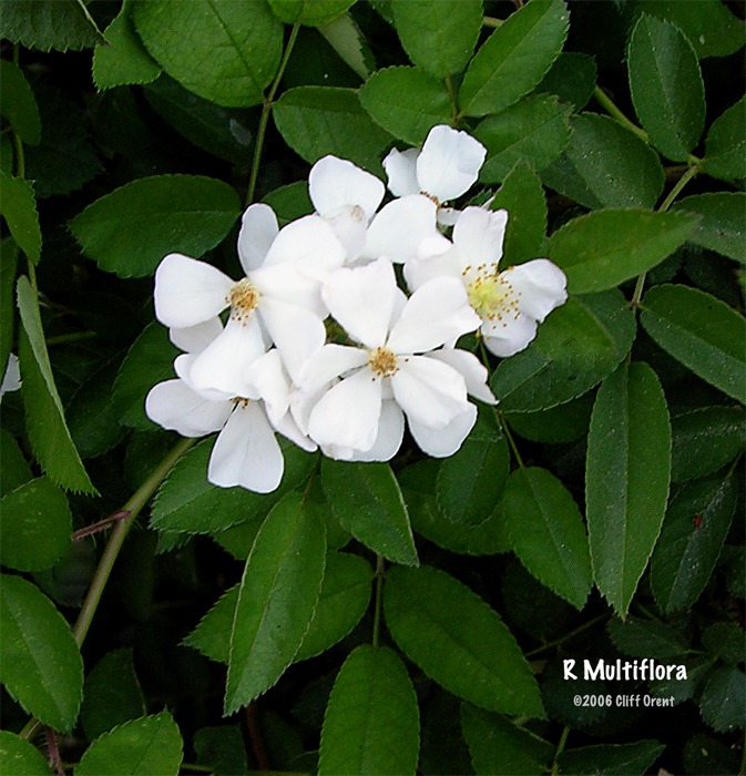 R. multiflora