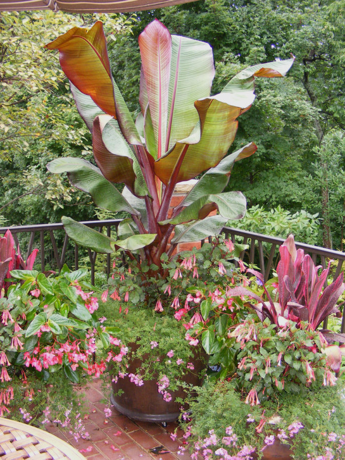 three containers with pink flowers and bold foliage