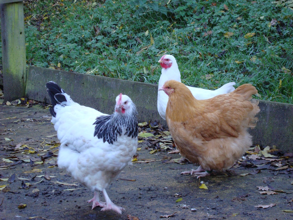 confident chickens 