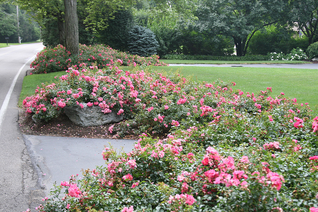 The New Generation Of Flower Carpet Roses Color Me Impressed Finegardening