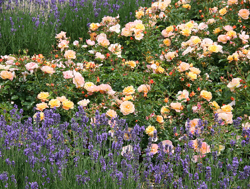 The New Generation Of Flower Carpet Roses Color Me Impressed Finegardening