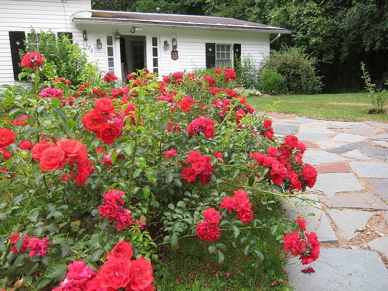 The New Generation Of Flower Carpet Roses Color Me Impressed Finegardening