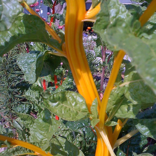 Golden Swiss chard stems