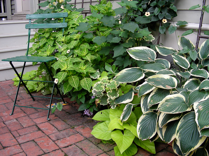 Colorful hostas