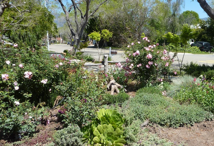 a variety of different plants