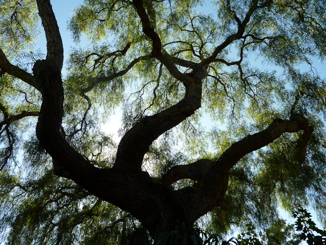 Well pruned pepper tree