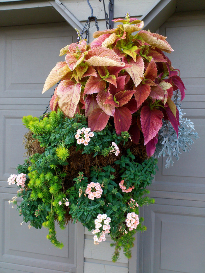 container with light pink flowers and peach foliage