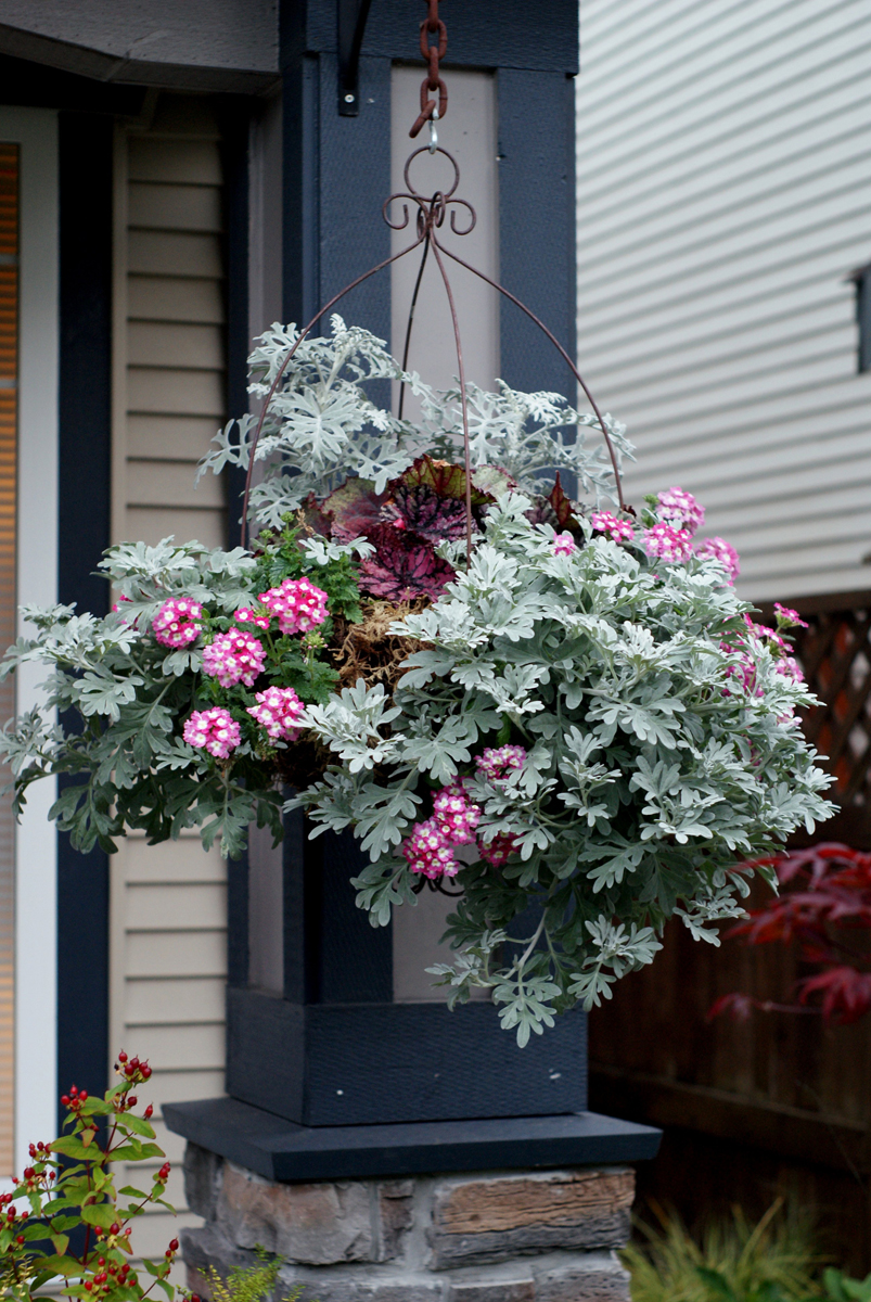 hanging basket with silver foliage and pink flowers