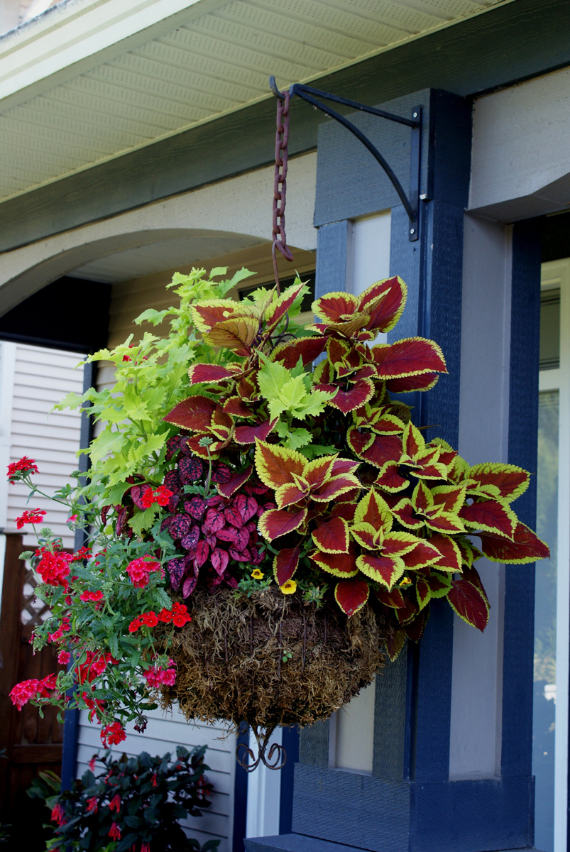 hanging basket with colorful foliage and bright pink flowers