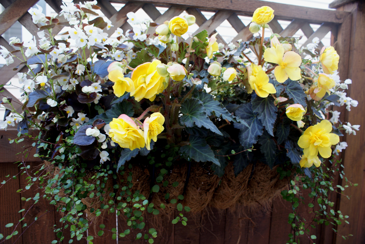 hanging basket with yellow and white flowers