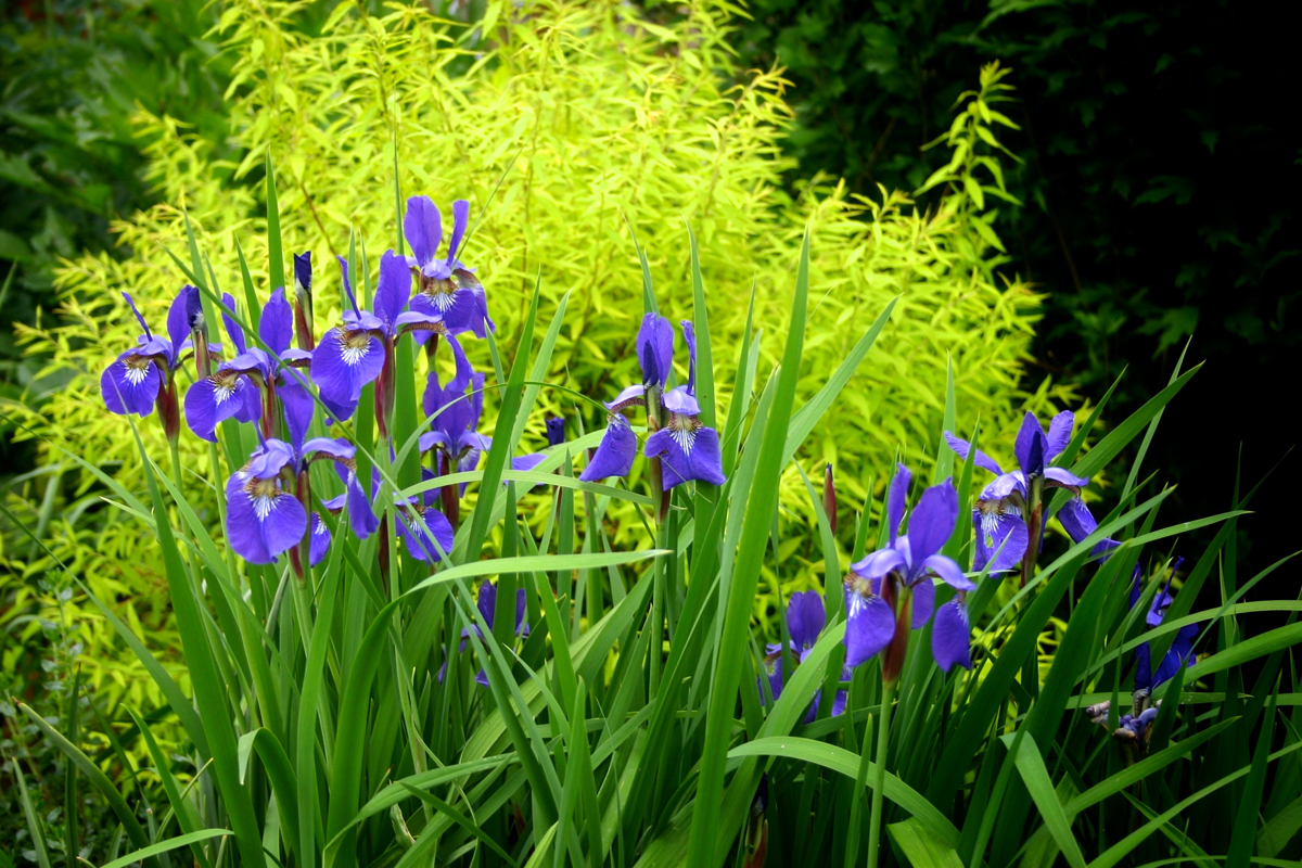 Wendy's garden in Virginia, Day 2 - Fine Gardening