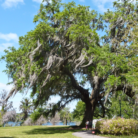 spanish moss hanging off tree