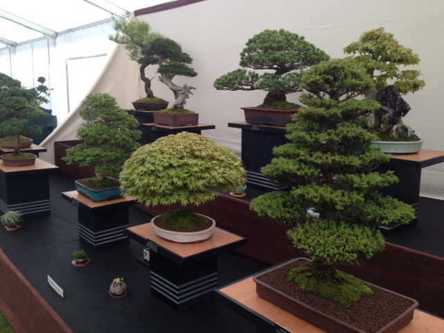 Bonsai trees