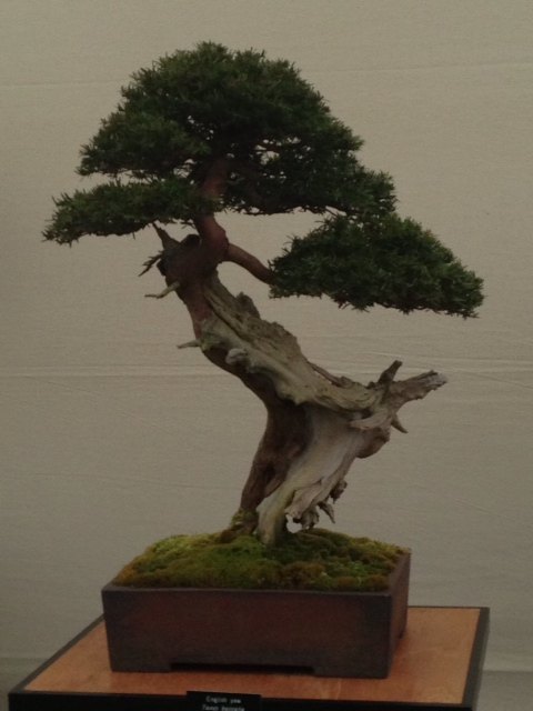 Japanese Juniper Bonsai DIY Kit - The Karate Kid bonsai Tree. This is an  Outdoor Tree.