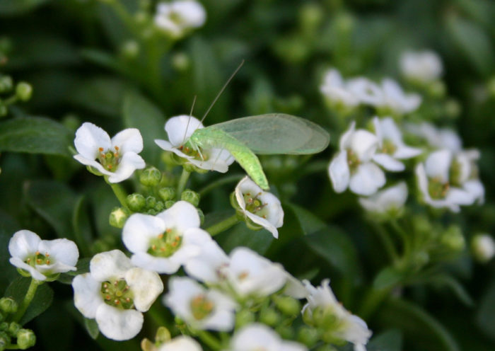 The green lacewing: the only lacewing that hibernates - Saga