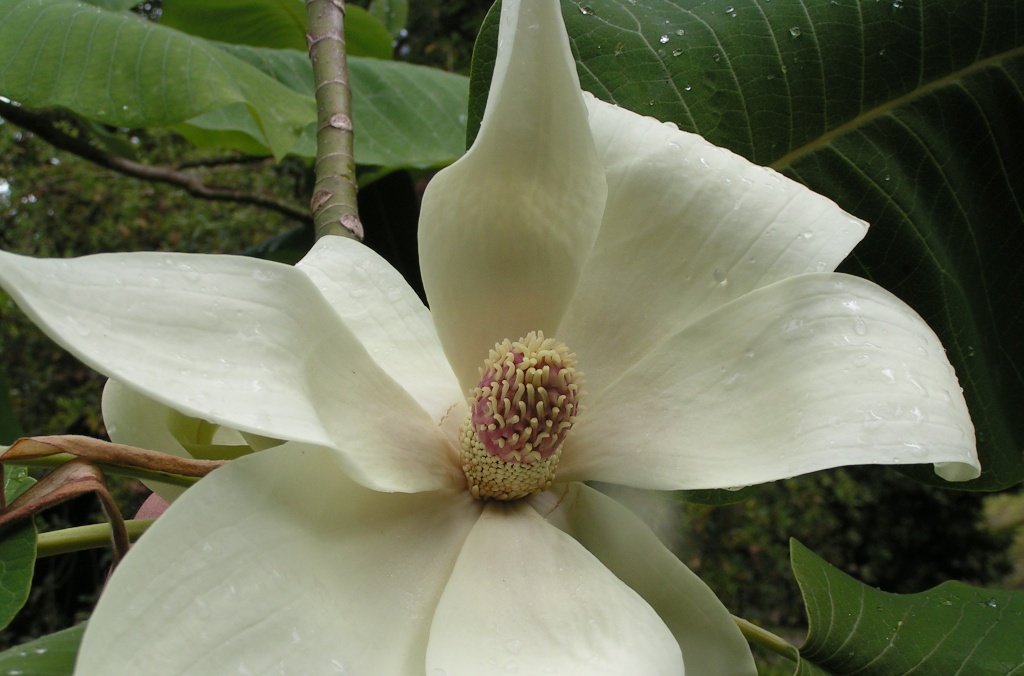 Magnolia dealbata