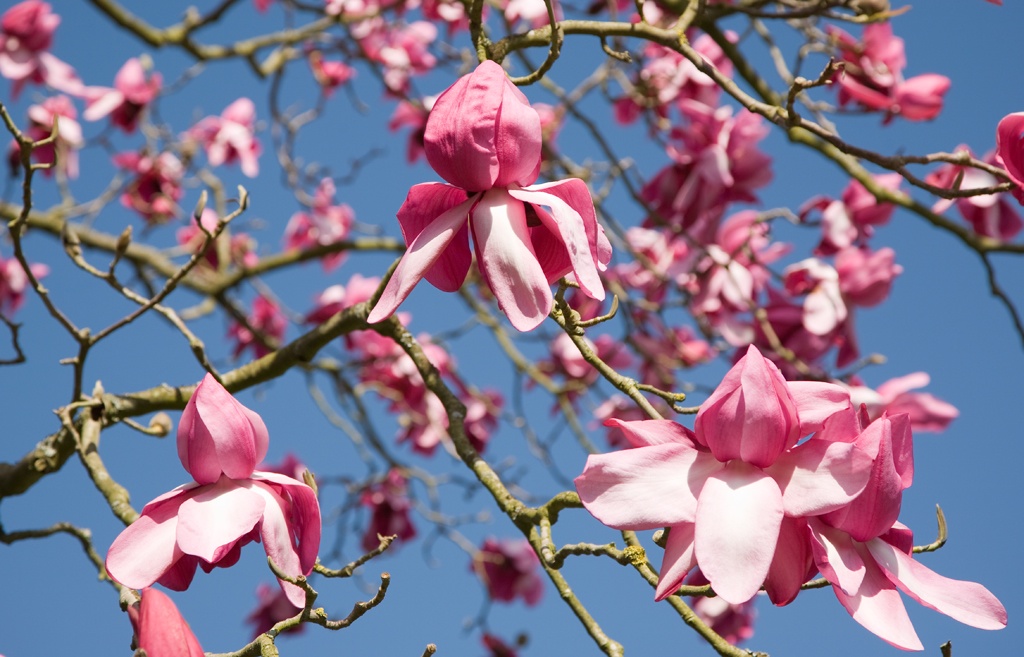 Magnolia campbellii