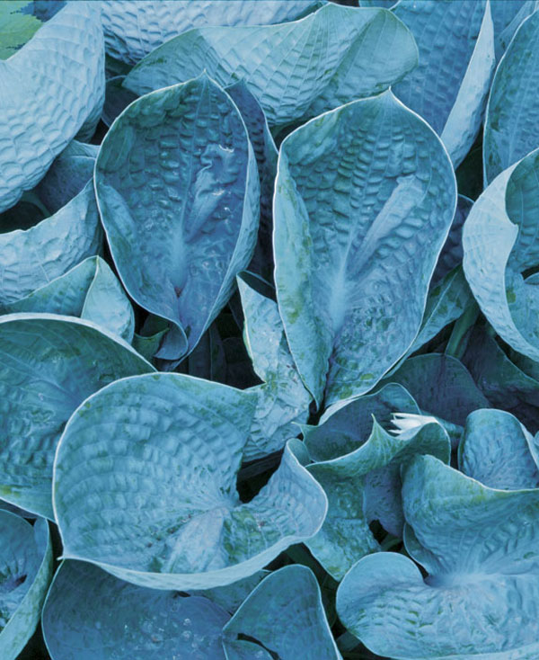 close up of ‘Abiqua Drinking Gourd’