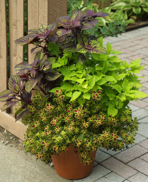 Image of Coleus and ferns partner plants