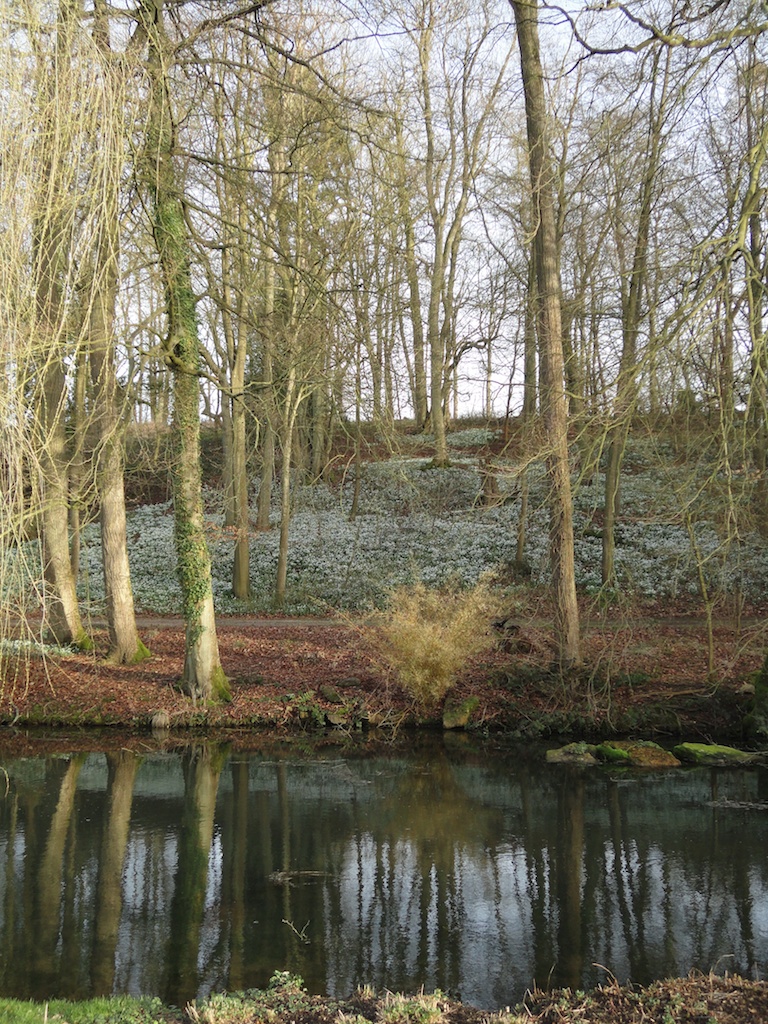 Snowdrop wood in Worcestershire