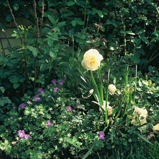 This rose has been dead for months, but it's growing new leaves? How can I  help it continue growing? : r/gardening