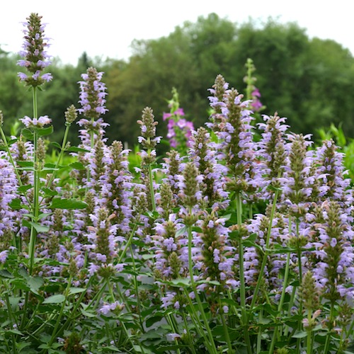 Agastache Kudos Silver Blue