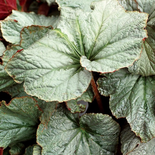 Begonia Cool Breeze Pewter