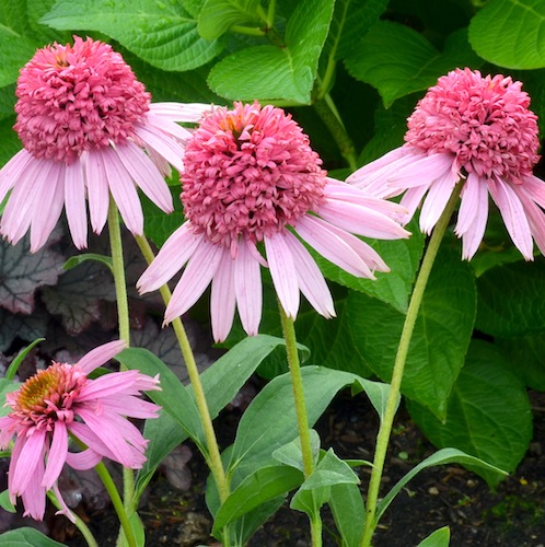 Echinacea 'Meteor Pink'