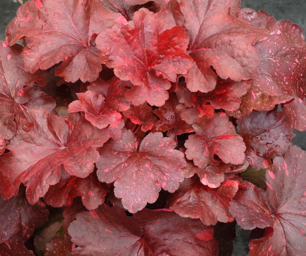 Heuchera 'Galaxy'