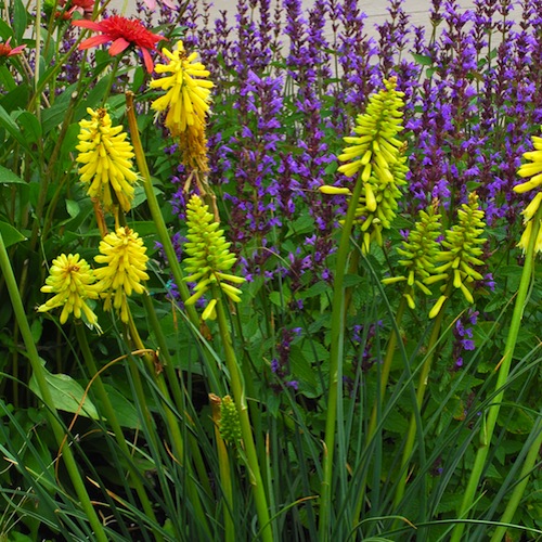 Kniphofia 'Lemon Popsicle'