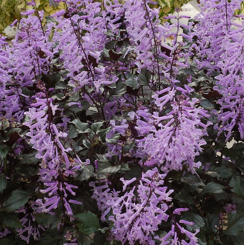 plectranthus_velvet_elvis