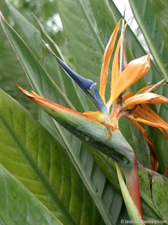 Linda and Jerry's garden in Florida - FineGardening