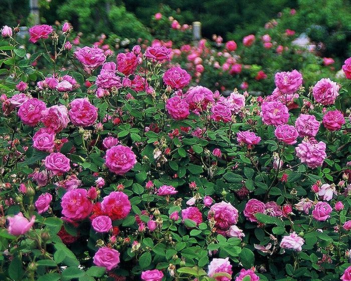 How to Grow Hybrid Tea Roses and Old-Fashioned Tea Roses