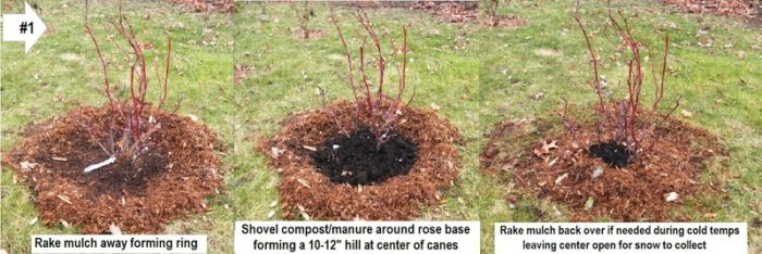 overwintering roses